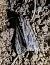 Apamea monoglypha 
