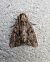 Apamea monoglypha 