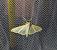 Palpita vitrealis 