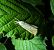 Xanthocrambus saxonellus 