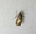 Dichrorampha petiverella 