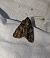 Noctuelle de la patience 