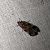 Acrobasis suavella 