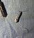 Ethmia dodecea 