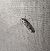 Ethmia dodecea 
