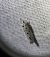 Ethmia dodecea 