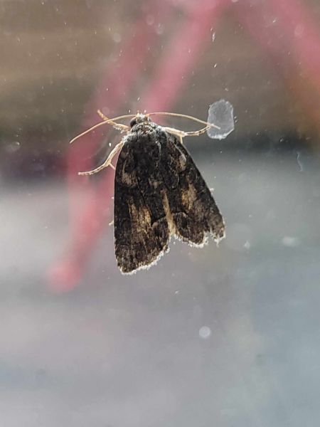 Bryophila raptricula  - Thomas Lux