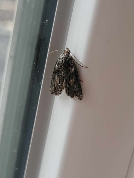 Bryophila raptricula  - Thomas Lux