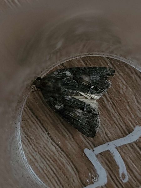 Bryophila raptricula  - Thomas Lux