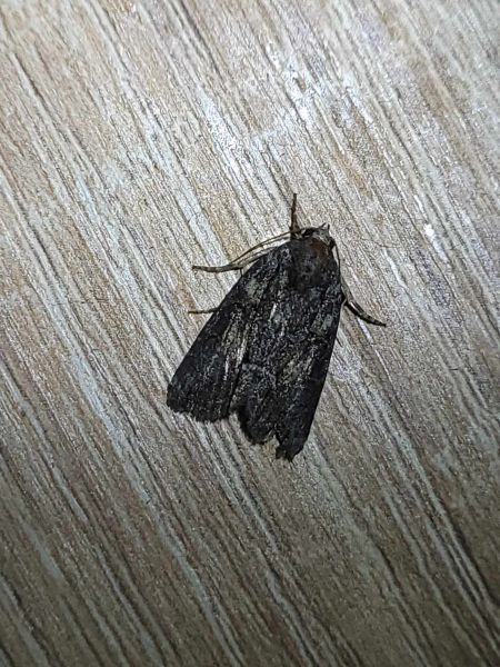Bryophila raptricula  - Thomas Lux