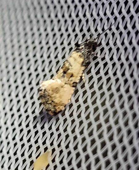 Cochylis dubitana  - Thomas Lux