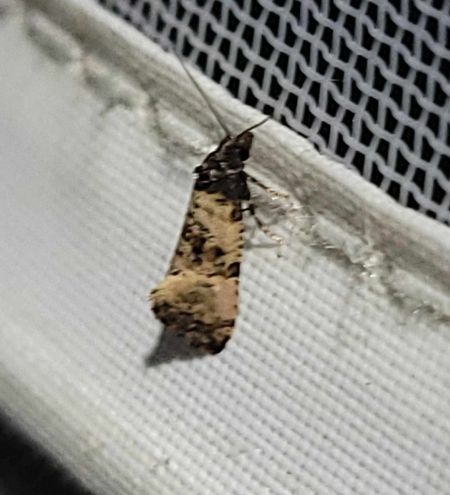 Cochylis dubitana  - Thomas Lux