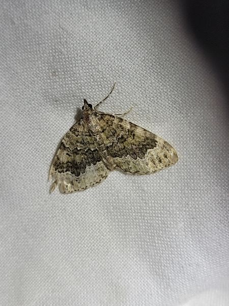 Colostygia olivata  - Thomas Lux