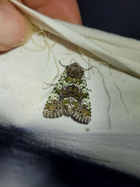 Crypsedra gemmea  - Thomas Lux
