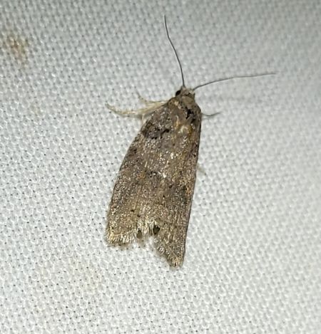 Cnephasia sp.  - Thomas Lux