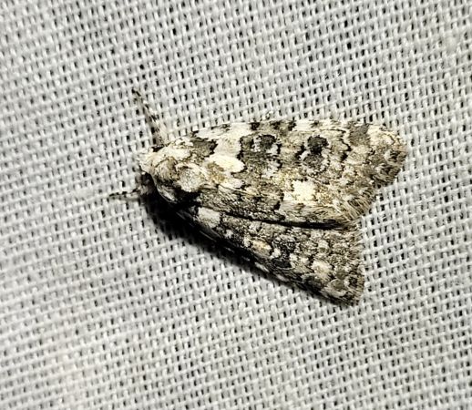 Bryophila domestica  - Thomas Lux