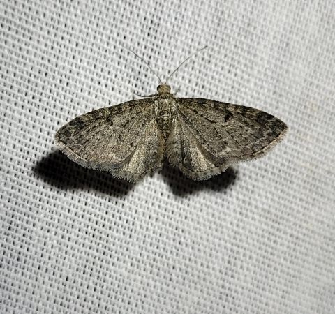Eupithecia trisignaria  - Thomas Lux
