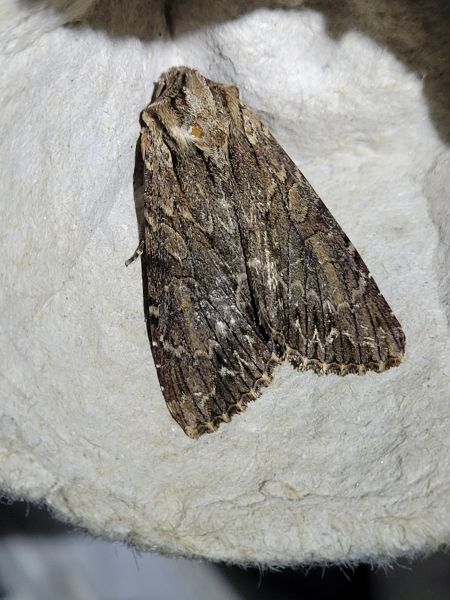 Apamea monoglypha  - Thomas Lux
