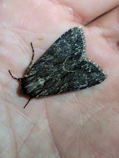 Apamea monoglypha  - Thomas Lux
