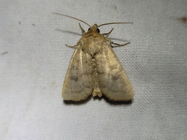 Hoplodrina octogenaria  - Thomas Lux