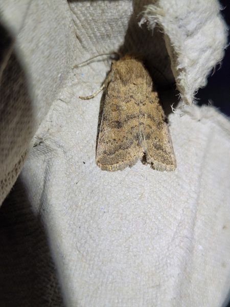 Hoplodrina octogenaria  - Thomas Lux