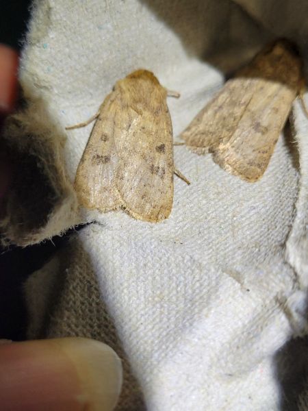 Hoplodrina octogenaria  - Thomas Lux
