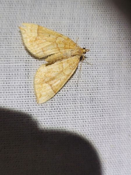 Eulithis populata  - Thomas Lux