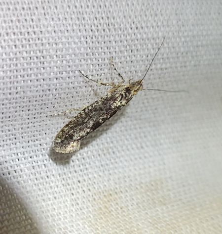 Ypsolopha vittella  - Thomas Lux