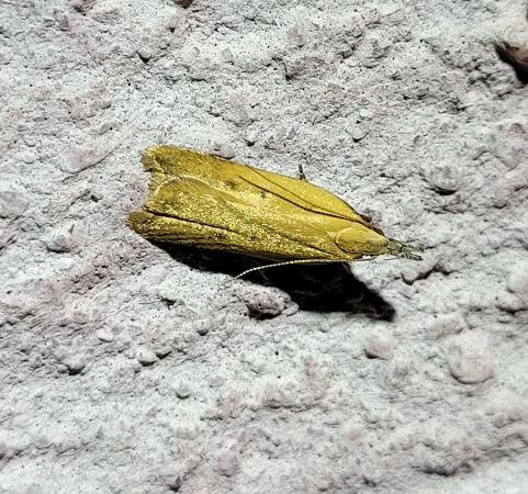 Dichomeris limosellus  - Thomas Lux