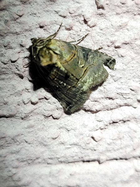 Abrostola tripartita  - Thomas Lux