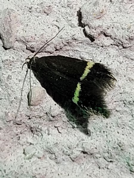 Syncopacma sp.  - Thomas Lux