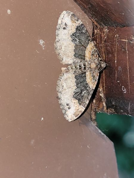 Xanthorhoe ferrugata  - Thomas Lux
