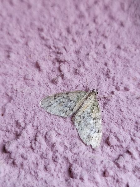 Acasis viretata  - Thomas Lux