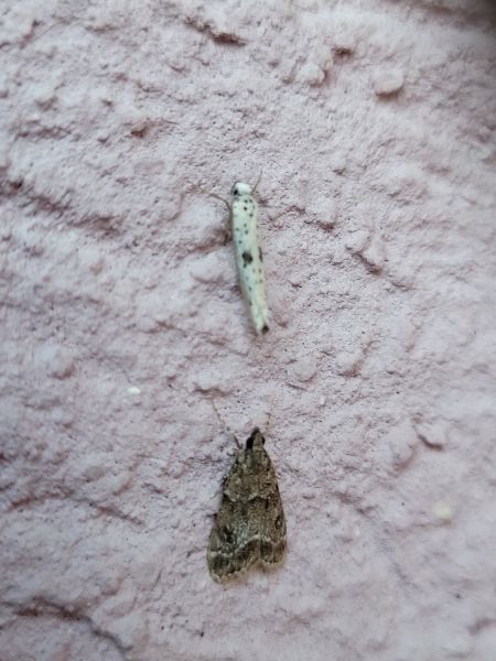 Yponomeuta plumbella  - Thomas Lux