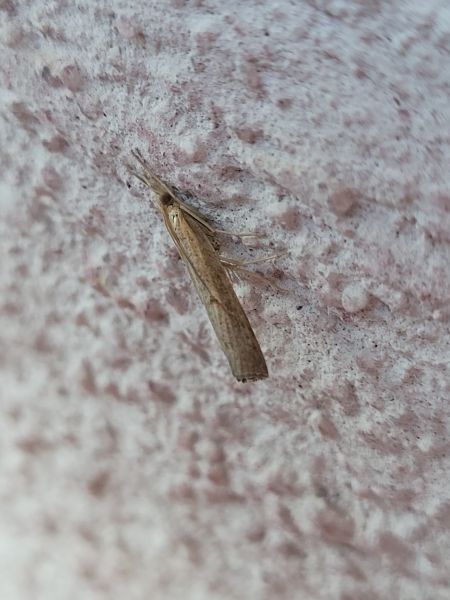 Pediasia contaminella  - Thomas Lux