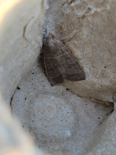 Ipimorpha subtusa  - Thomas Lux