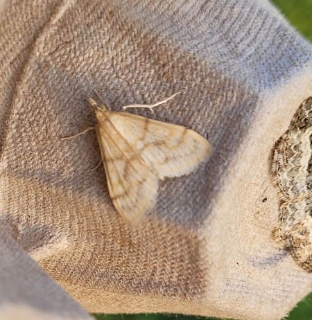 Paracorsia repandalis  - Thomas Lux
