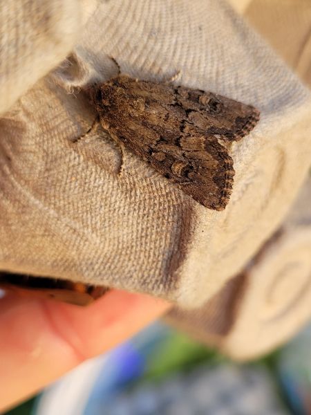 Luperina testacea  - Thomas Lux