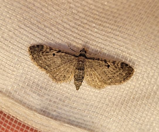Eupithecia virgaureata  - Thomas Lux