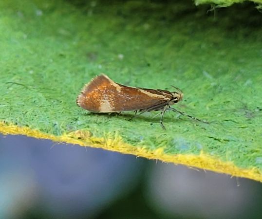 Metalampra cinnamomea  - Thomas Lux