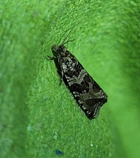 Celypha cespitana  - Thomas Lux