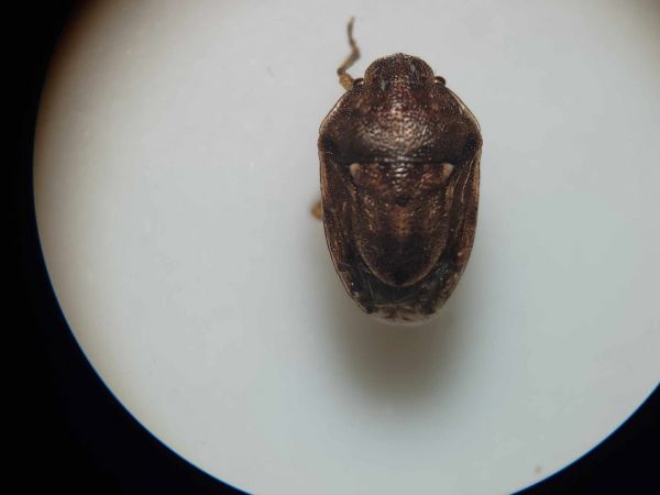 Neottiglossa leporina  - Thomas Lux