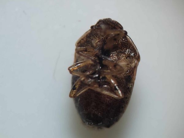 Neottiglossa leporina  - Thomas Lux