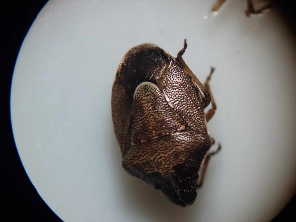 Rubiconia intermedia  - Thomas Lux