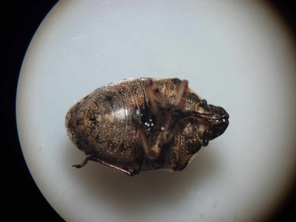 Rubiconia intermedia  - Thomas Lux