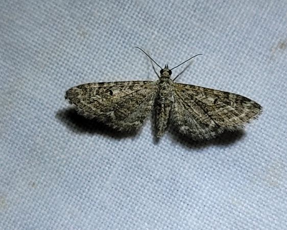 Eupithecia nanata  - Thomas Lux