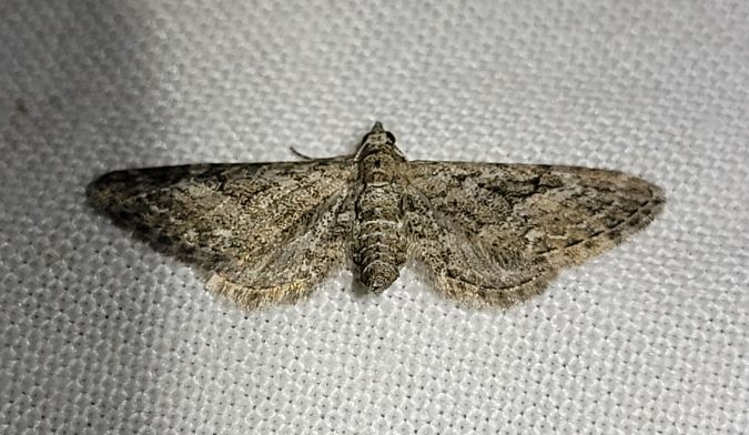 Eupithecia nanata  - Thomas Lux