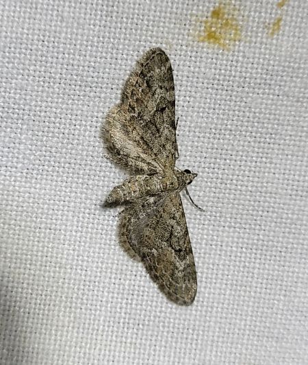 Eupithecia nanata  - Thomas Lux