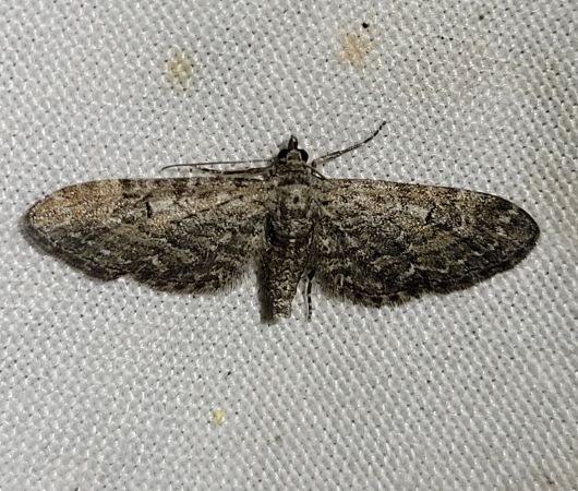 Eupithecia nanata  - Thomas Lux