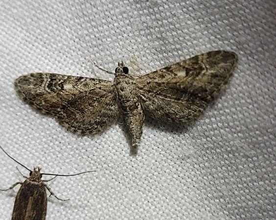 Eupithecia nanata  - Thomas Lux